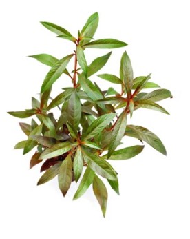 Ludwigia glandulosa en culture immergee