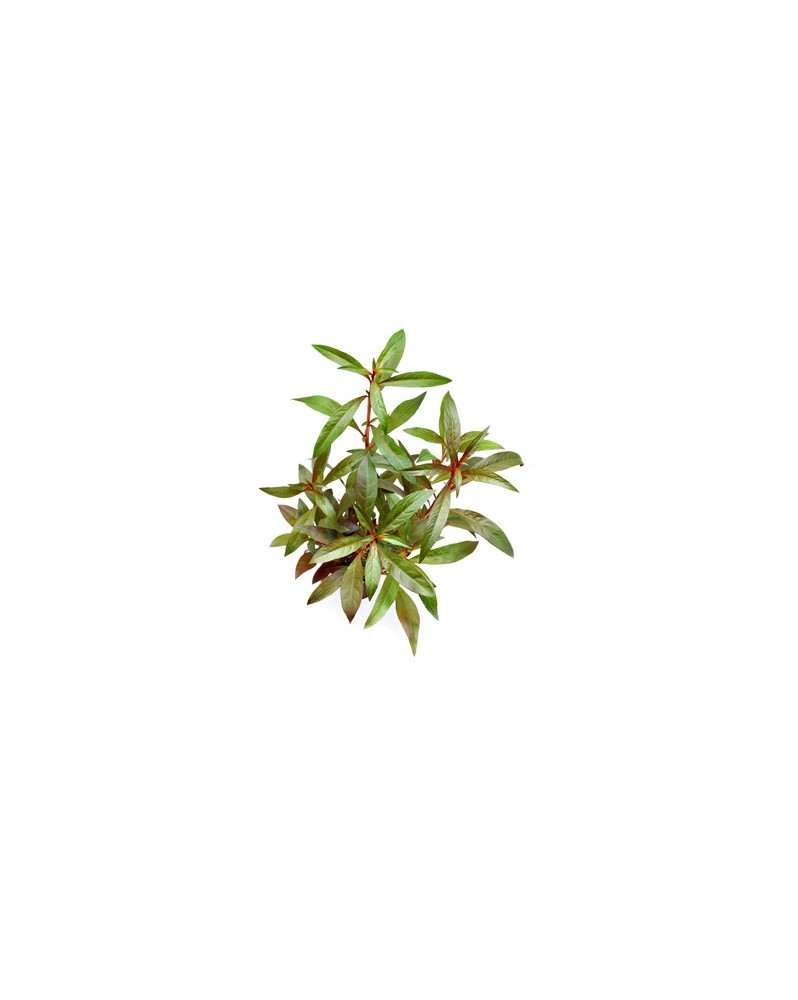 Ludwigia glandulosa en culture immergee