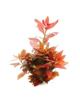 Ludwigia repens Rubin feuilles rouges en aquarium