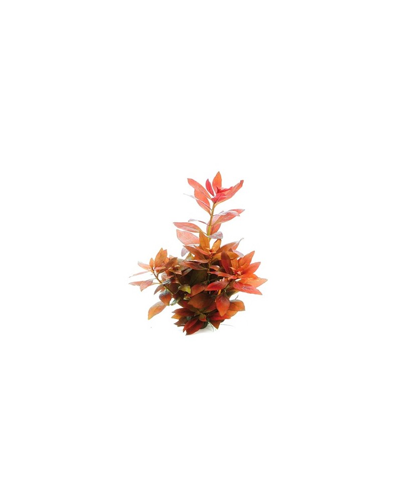 Ludwigia repens Rubin feuilles rouges en aquarium