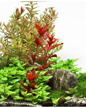 Ludwigia repens Rubin feuilles rouges en aquarium