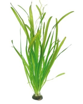 Vallisneria geante en aquarium feuilles tres longues