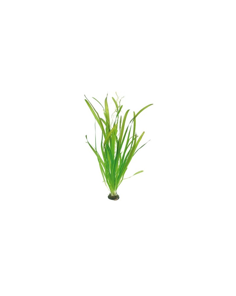 Vallisneria geante en aquarium feuilles tres longues