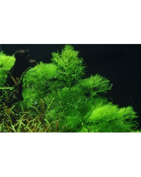 Limnophila aquatica en aquarium, aspect buissonnant