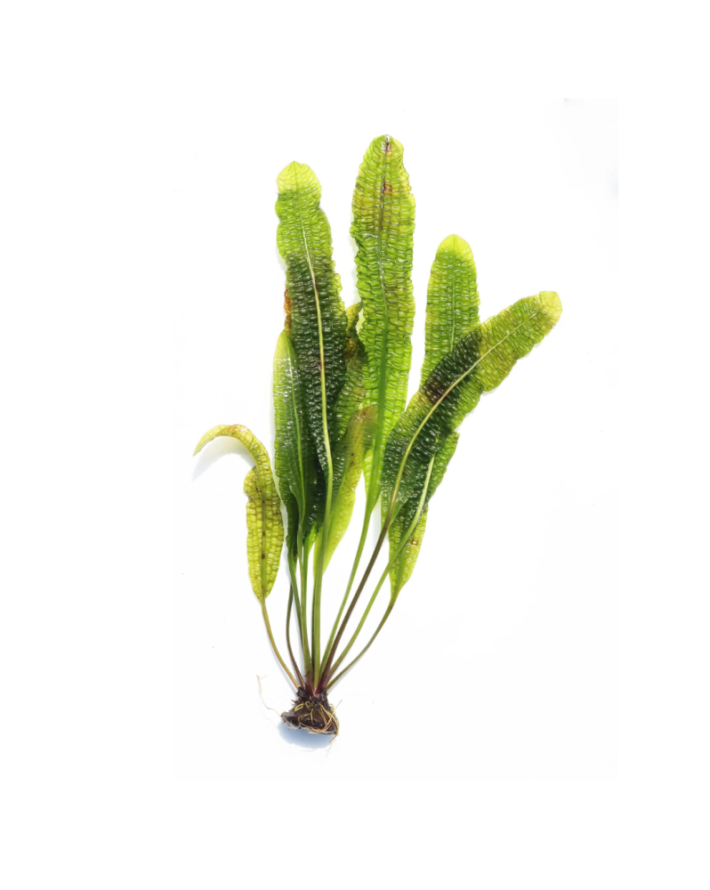 Aponogeton bolivianus en aquarium