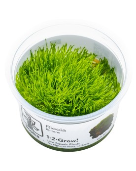 Riccia fluitans mini fixee sur pierre