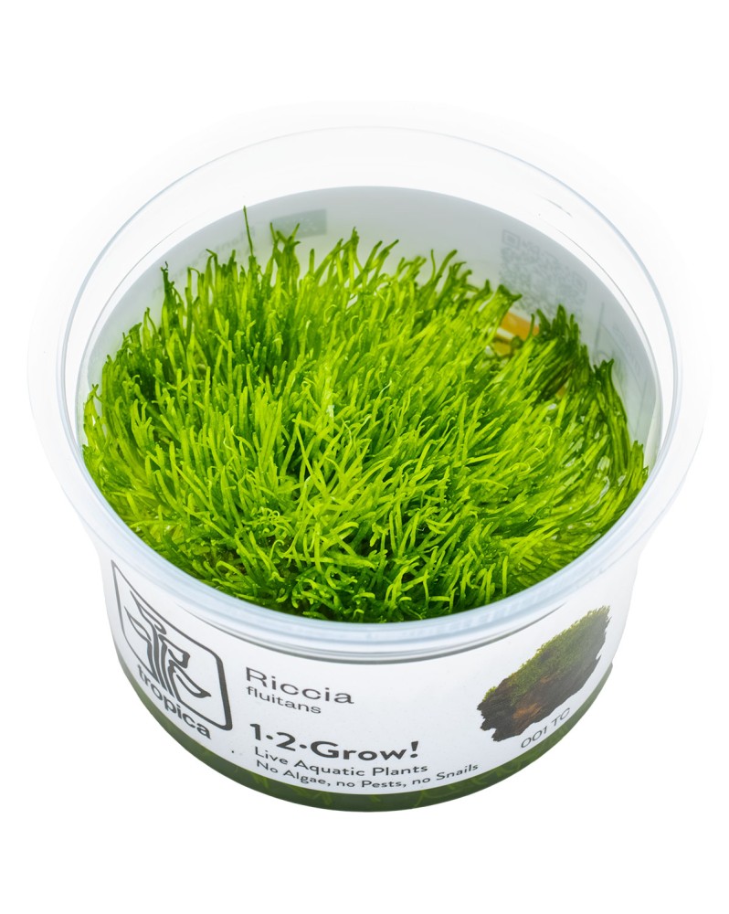 Riccia fluitans mini fixee sur pierre