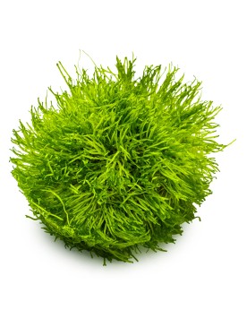 Riccia fluitans mini fixee sur pierre