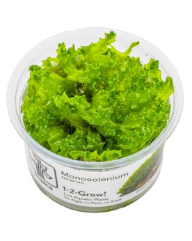 Monosolenium tenerum - mousse hepatique 2-5 cm