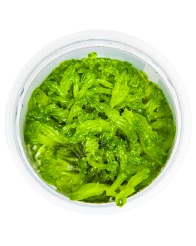 Monosolenium tenerum - mousse hepatique 2-5 cm
