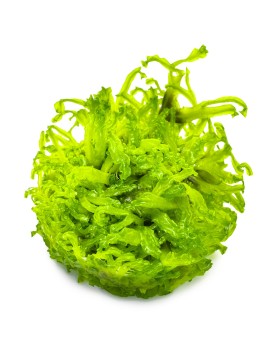 Monosolenium tenerum - mousse hepatique 2-5 cm