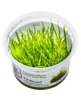 Taxiphyllum barbieri mousse pour aquarium