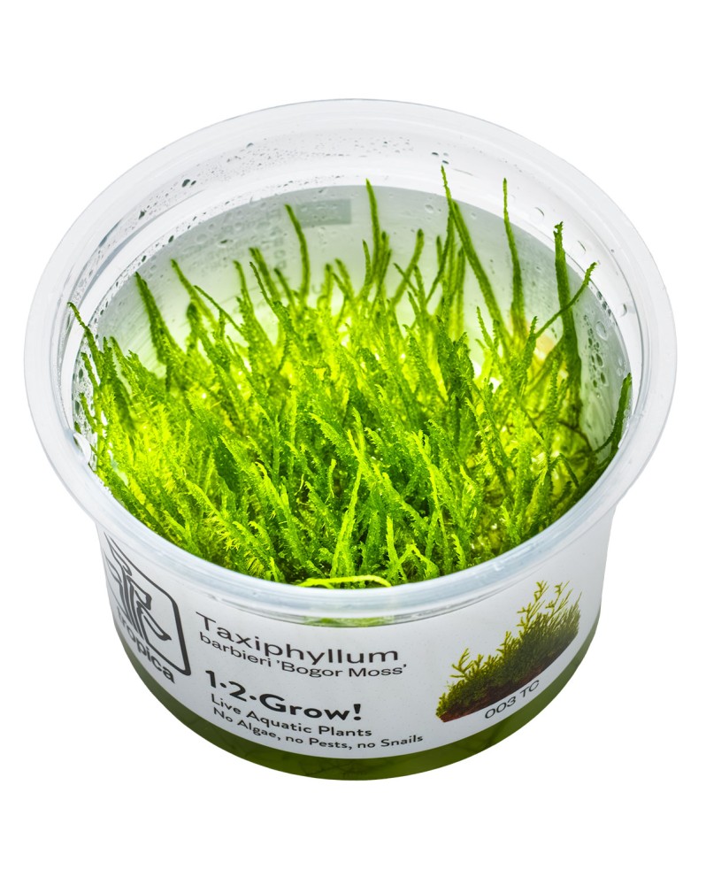 Taxiphyllum barbieri mousse pour aquarium