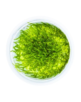 Taxiphyllum barbieri mousse pour aquarium