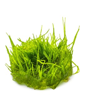 Taxiphyllum barbieri mousse pour aquarium