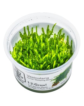 Vesicularia ferriei Weeping sur racine decorative