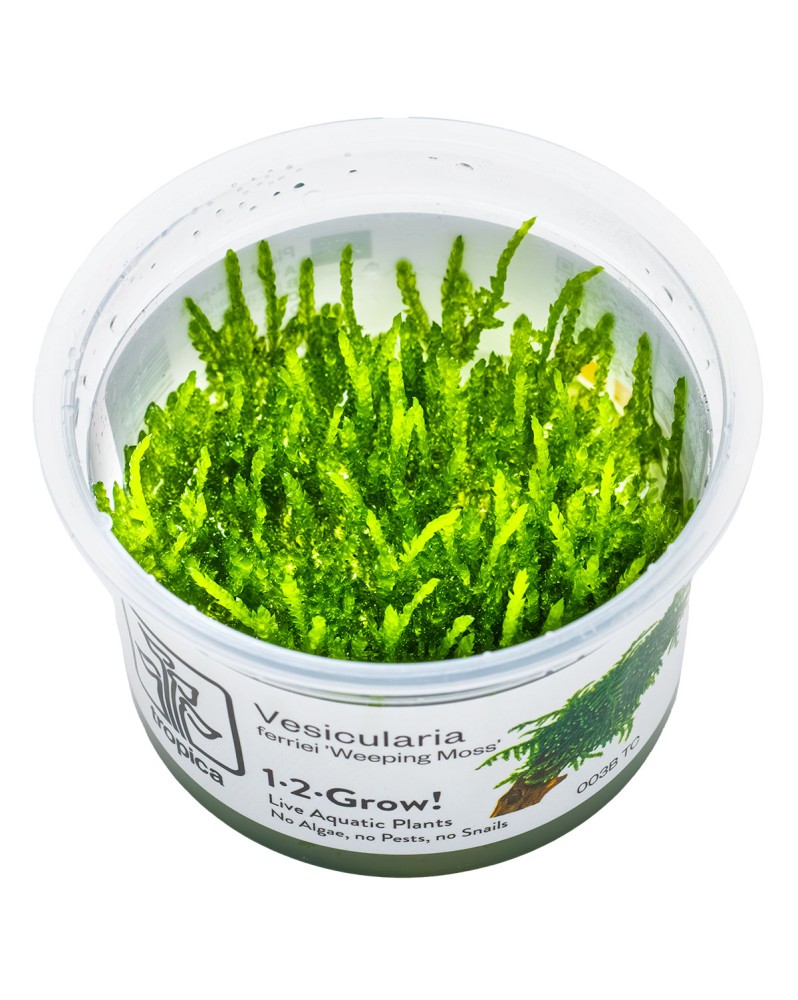 Vesicularia ferriei Weeping sur racine decorative