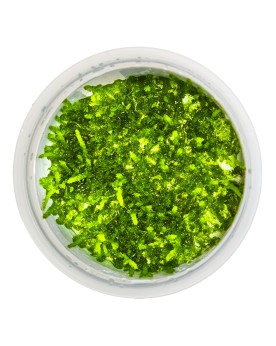 Vesicularia ferriei Weeping sur racine decorative
