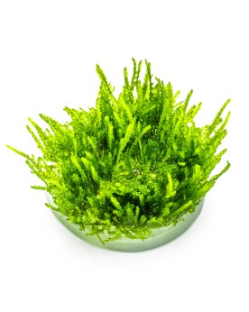 Vesicularia ferriei Weeping sur racine decorative