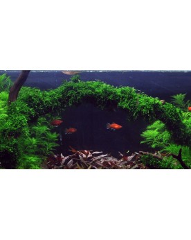 Vesicularia ferriei Weeping sur racine decorative