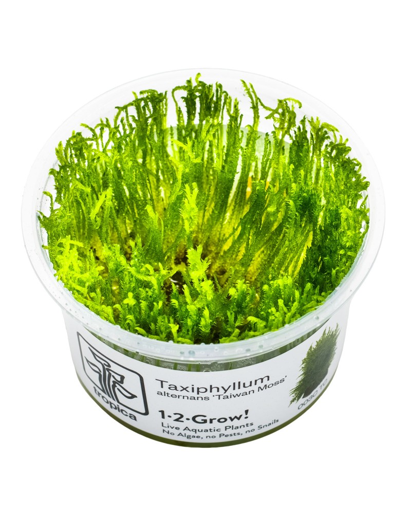 Taxiphyllum alternans Taiwan Moss mousse in vitro