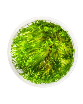 Taxiphyllum alternans Taiwan Moss mousse in vitro