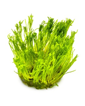 Taxiphyllum alternans Taiwan Moss mousse in vitro