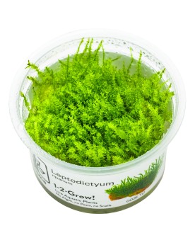 Leptodictyum riparium Stringy Moss in vitro