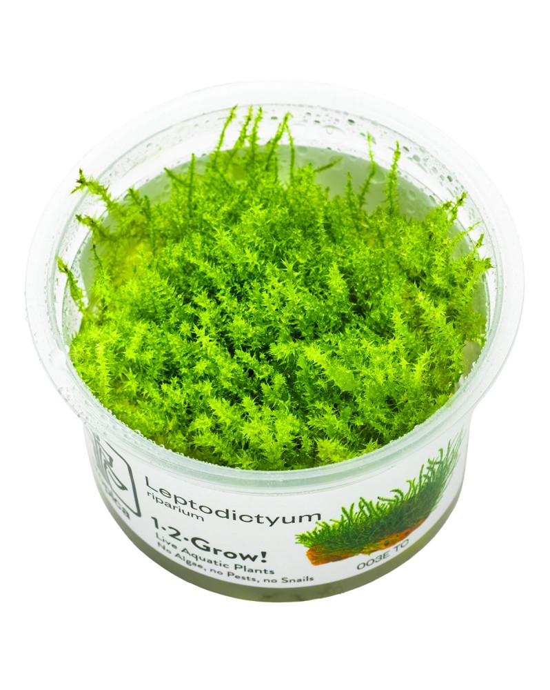 Leptodictyum riparium Stringy Moss in vitro