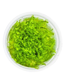 Leptodictyum riparium Stringy Moss in vitro