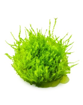 Leptodictyum riparium Stringy Moss in vitro