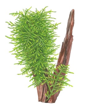 Mousse asiatique Spiky sur surface verticale