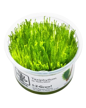 Mousse asiatique Spiky sur surface verticale
