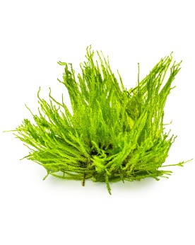 Mousse asiatique Spiky sur surface verticale