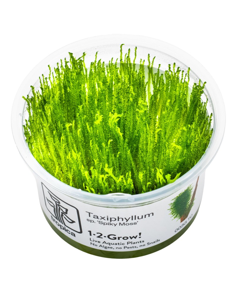 Mousse Flame asiatique, pousses verticales 5-15 cm