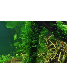 Mousse Flame asiatique, pousses verticales 5-15 cm