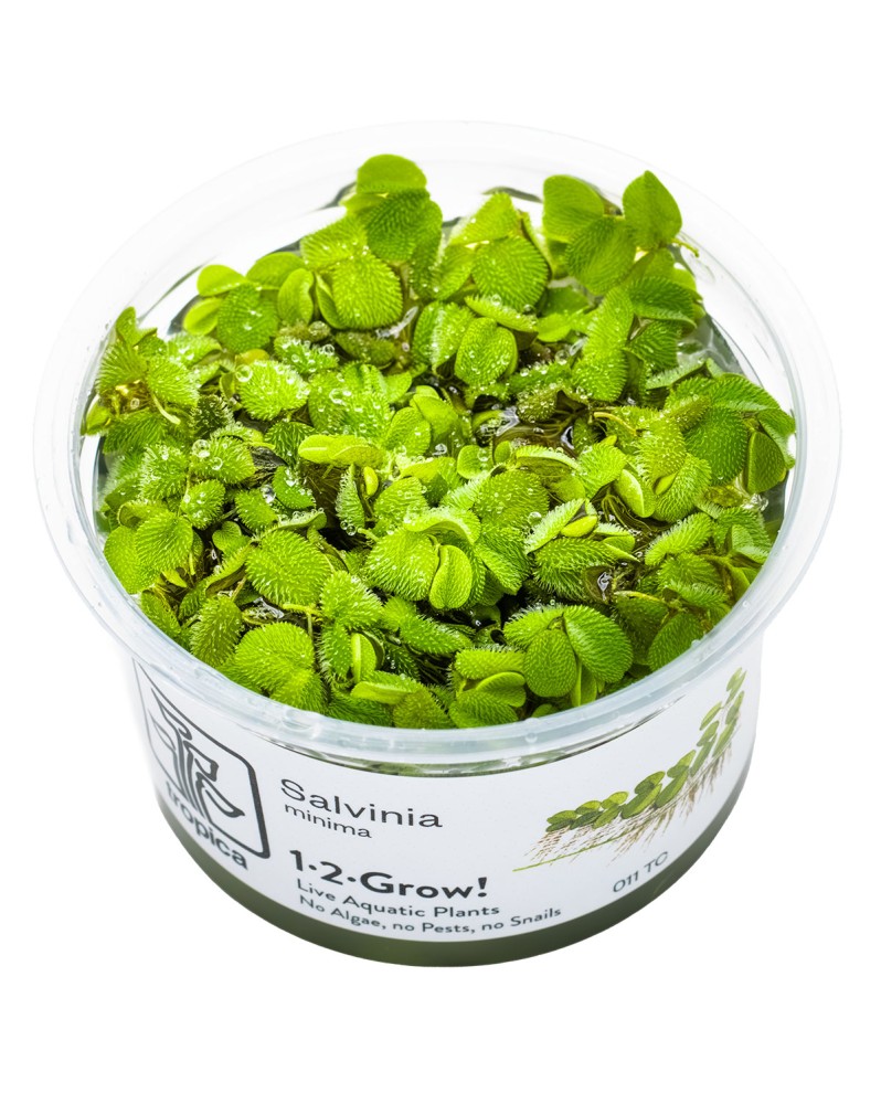 Salvinia auriculata fougere flottante 1-3 cm