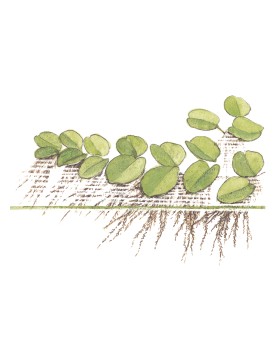 Salvinia auriculata fougere flottante 1-3 cm