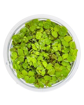 Salvinia auriculata fougere flottante 1-3 cm