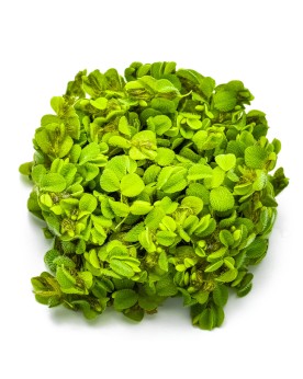 Salvinia auriculata fougere flottante 1-3 cm