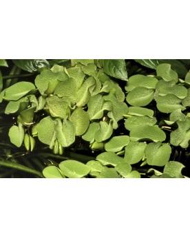 Salvinia auriculata fougere flottante 1-3 cm
