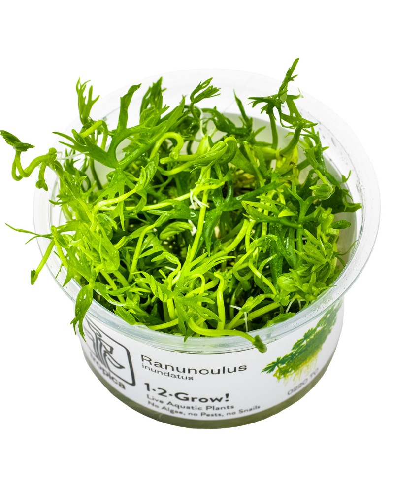 Ranunculus couvre-sol d Australie 5-10 cm en aquarium