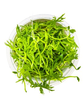 Ranunculus couvre-sol d Australie 5-10 cm en aquarium