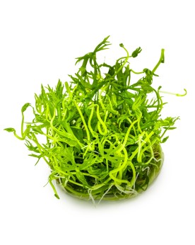 Ranunculus couvre-sol d Australie 5-10 cm en aquarium