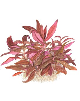 Alternanthera miniature tapis pourpre d environ 5 cm