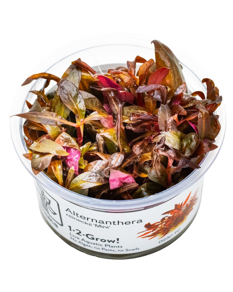 Alternanthera miniature tapis pourpre d environ 5 cm