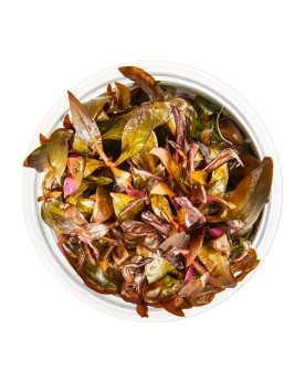 Alternanthera miniature tapis pourpre d environ 5 cm