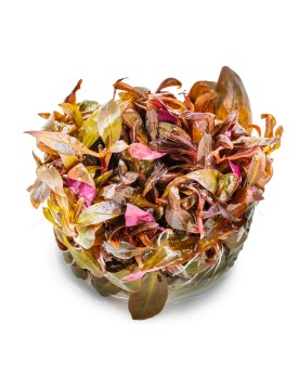 Alternanthera miniature tapis pourpre d environ 5 cm