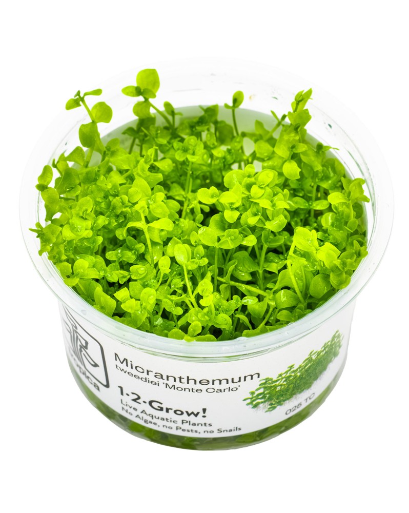 Micranthemum Monte Carlo tapis vert clair