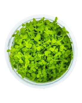 Micranthemum Monte Carlo tapis vert clair